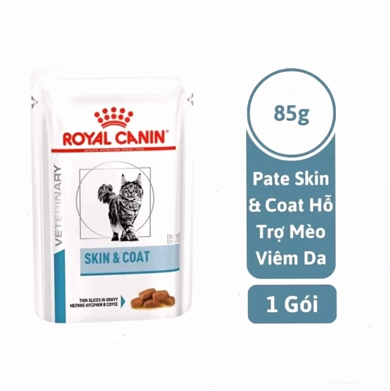 Mèo bị nấm da rụng lông với mảng rụng lông rõ rệt