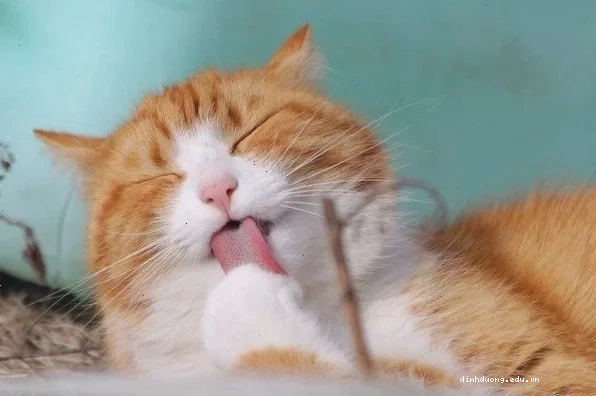Mèo bị nôn bọt trắng do tắc búi lông