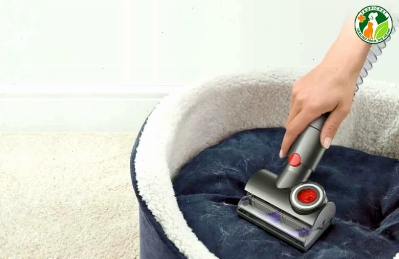 Mèo bị suy thận với dấu hiệu chán ăn