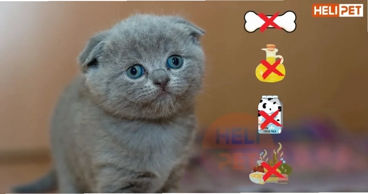 Mèo con 1 tháng tuổi đang được cho ăn
