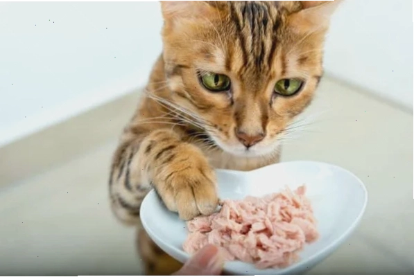 Mèo ốm dậy bỏ ăn cần được chăm sóc đặc biệt