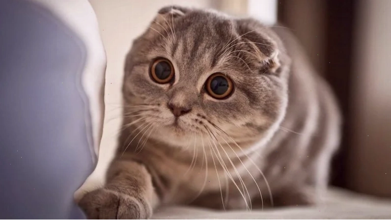 Mèo Scottish Fold vận động nhẹ nhàng và vui đùa