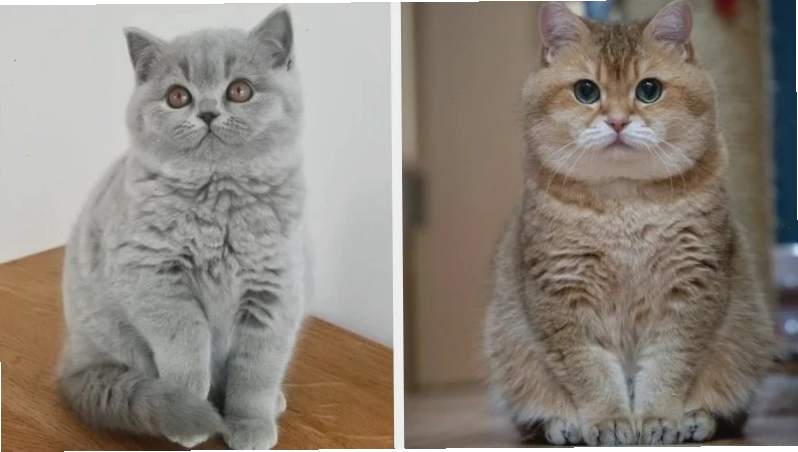 Mèo Scottish tai thẳng