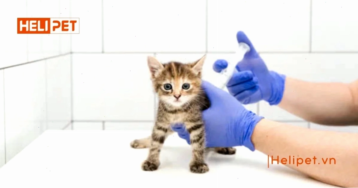 Mèo sơ sinh mất mẹ cần được chăm sóc cẩn thận