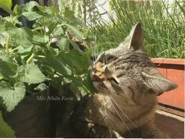 Mèo vui đùa với Cỏ mèo (Catnip)