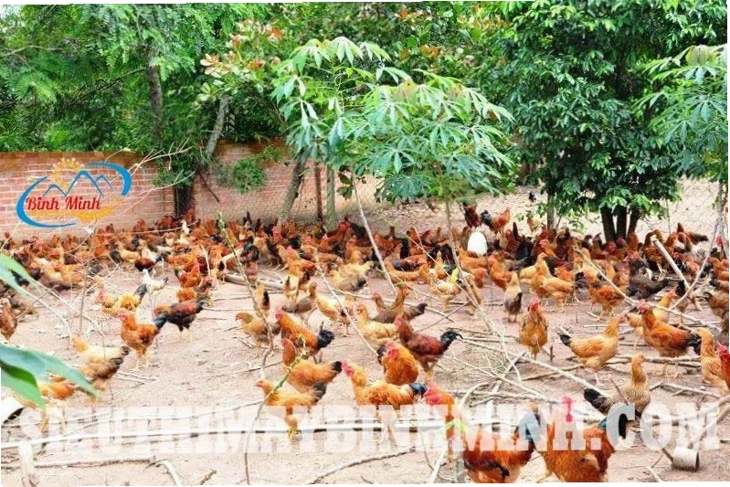 Mô hình chuồng trại thông thoáng cho gà thả vườn