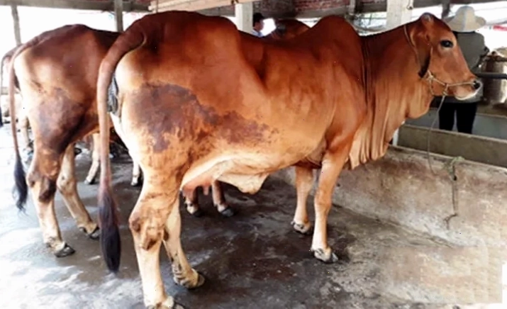 Nguyên nhân và đường lây truyền bệnh tụ huyết trùng ở bò