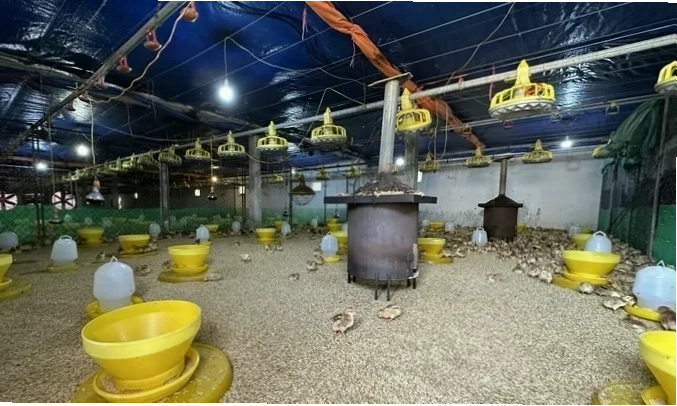 Nước chè xanh cho gà giúp phòng bệnh hiệu quả