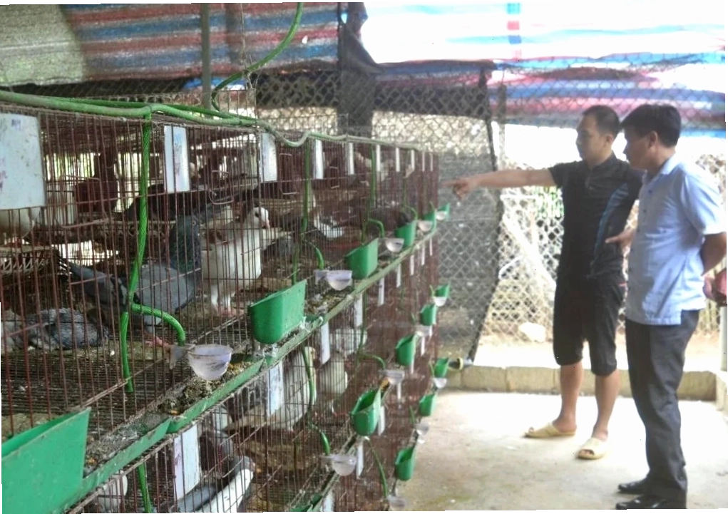 Nuôi chim bồ câu sinh sản hiệu quả cao