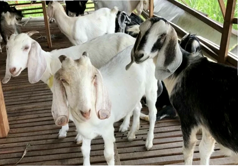 Nuôi dưỡng dê con từ giai đoạn đầu