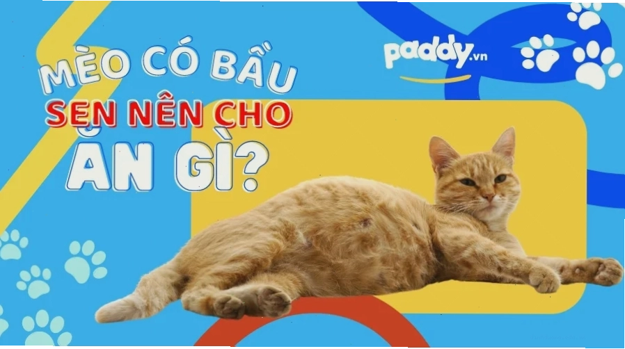 Pate Royal Canin Mother & Babycat cho mèo mang thai và mèo con