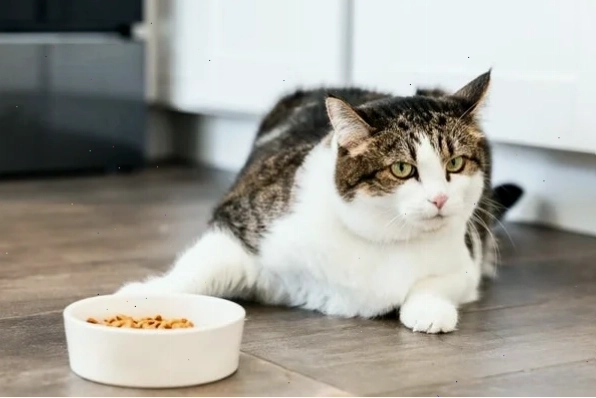 Pate tươi The Pet hỗ trợ mèo con kén ăn