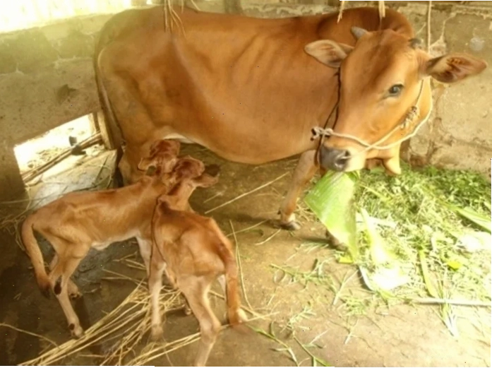 Phòng tránh bò bị chướng bụng
