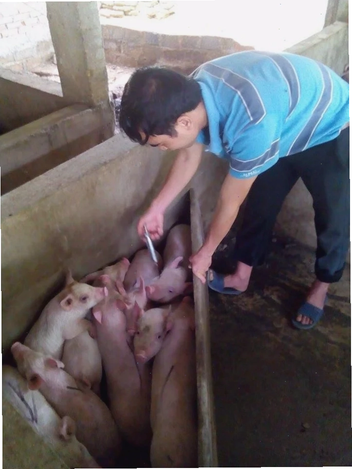 Phòng và điều trị bệnh suyễn ở lợn