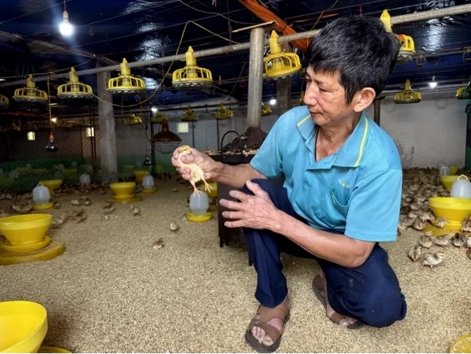 Quy trình chăn nuôi gà an toàn và hiệu quả