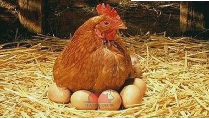Quy trình cho gà mái ấp tự nhiên hiệu quả cao