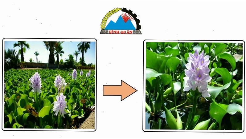 Quy trình ủ chua bèo tây cho lợn ăn