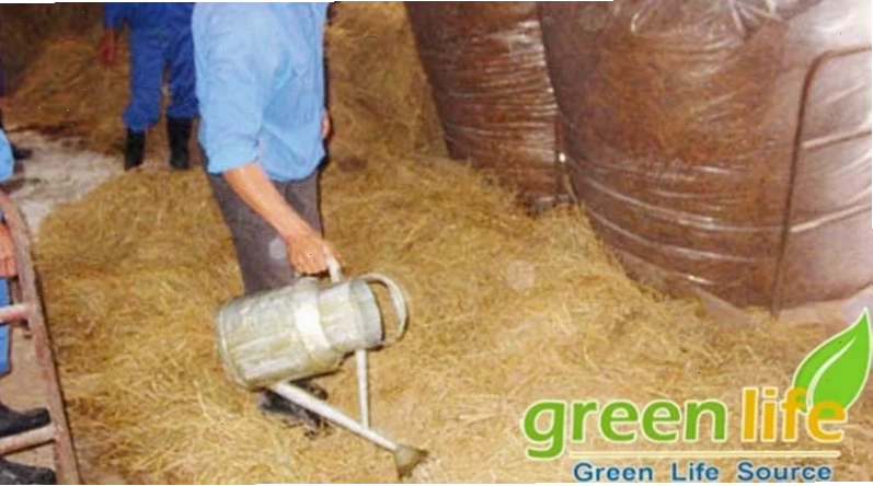 Rỉ mật ủ rơm trong chăn nuôi