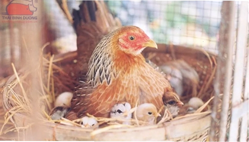 Soi trứng để kiểm tra phôi