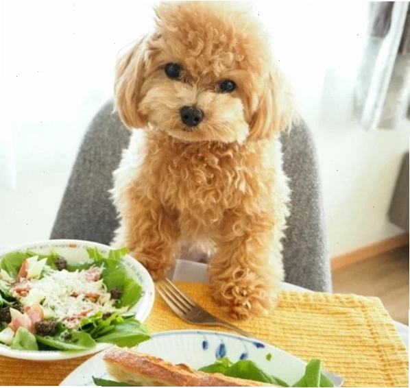 Sữa bột cho chó Poodle con
