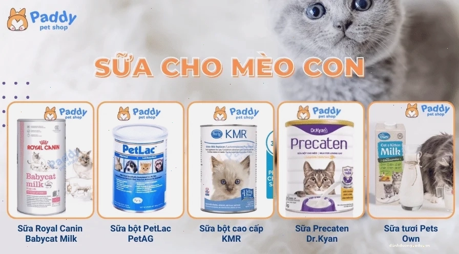 Sữa cho mèo sơ sinh Royal Canin Babycat Milk