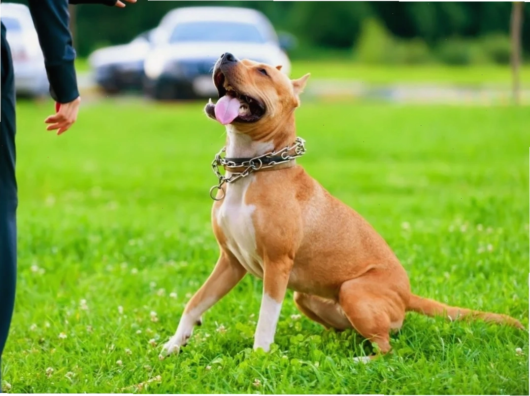 Tập luyện cùng chó Pit Bull giúp tăng cường sức khỏe và sự gắn kết