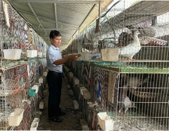 Thành công với mô hình khởi nghiệp nuôi chim bồ câu