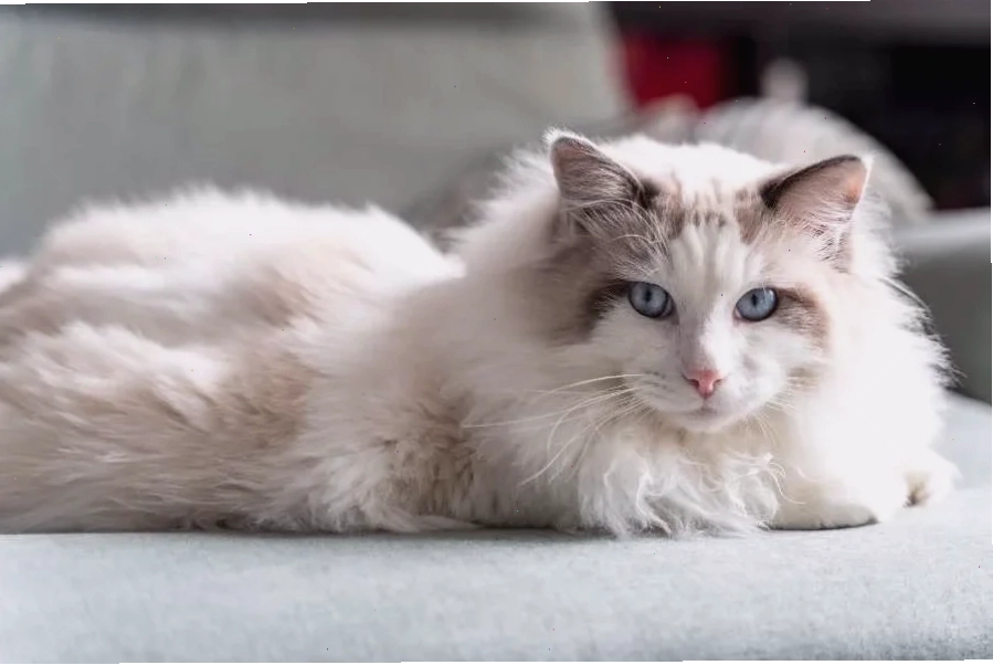 Thành phần dinh dưỡng của Thức ăn cho mèo Ragdoll CATIDEA Fairy Chef