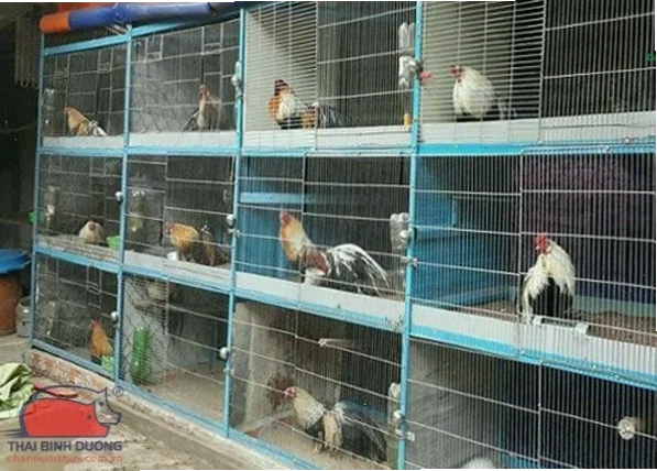 Thiết kế chuồng gà 2 tầng phù hợp cho gia đình