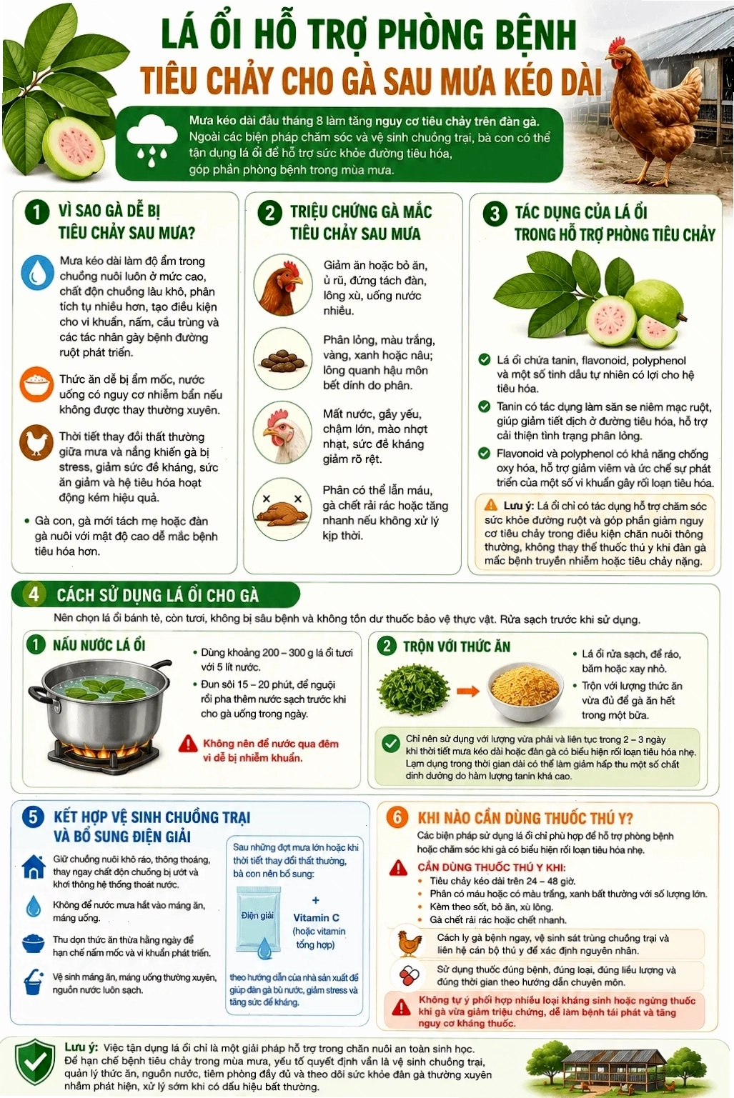 Thức ăn chăn nuôi bị ẩm mốc gây hại cho gà