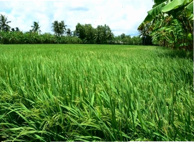 Thức ăn cho bò nái sinh sản cần đảm bảo cân bằng dinh dưỡng
