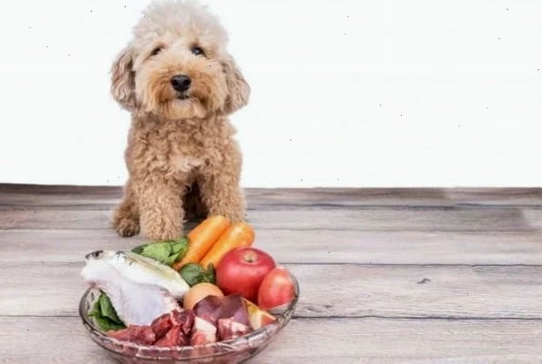 Thức ăn cho chó Poodle cần đảm bảo dinh dưỡng cân bằng