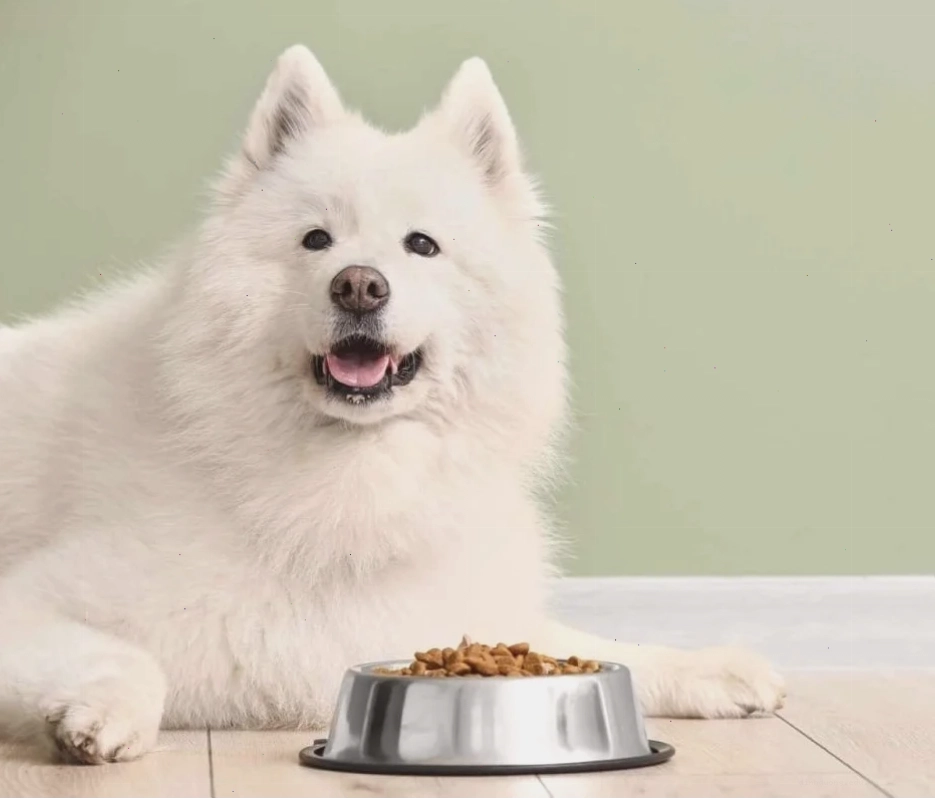 Thức ăn cho chó Samoyed phù hợp với từng giai đoạn phát triển