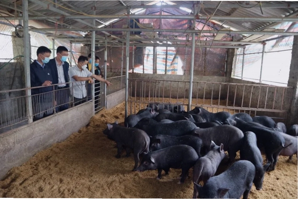 Thức ăn cho lợn bản lợn đen bao gồm phụ phẩm nông nghiệp