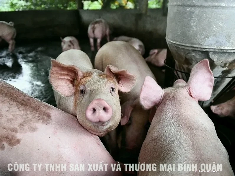 Thức ăn cho lợn thịt xuất chuồng giàu năng lượng