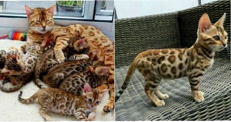 Thức ăn cho mèo mẹ mới đẻ nên chọn loại nào để lợi sữa