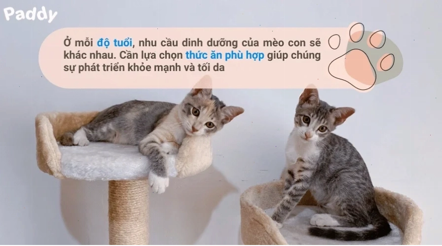 Thức ăn hạt size to cho mèo Maine Coon