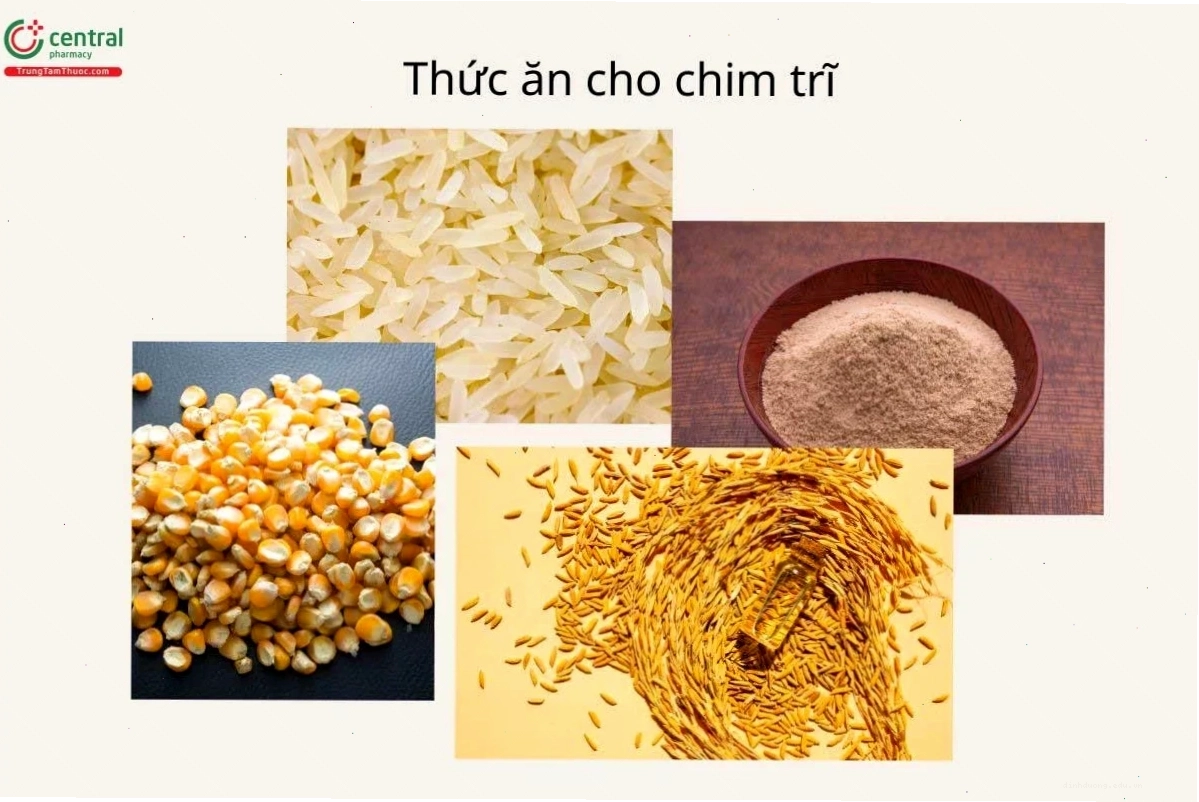 Thức ăn hỗn hợp cho chim trĩ bao gồm cám và rau xanh