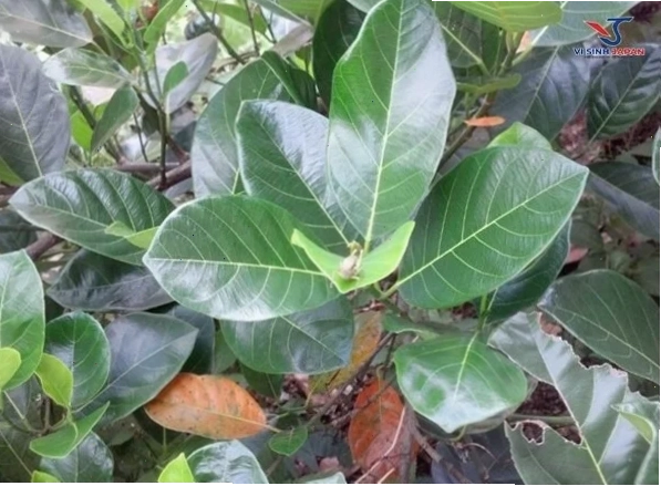 Thức ăn tươi cho dê cái mang thai