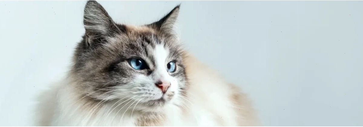 Tìm hiểu địa chỉ mua mèo Ragdoll uy tín và sản phẩm chăm sóc