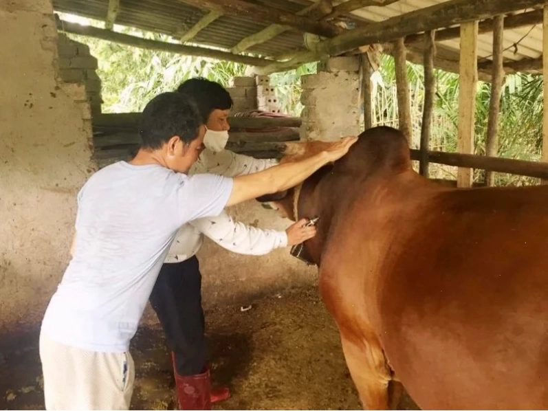 Triệu chứng cấp tính của bệnh tụ huyết trùng ở bò