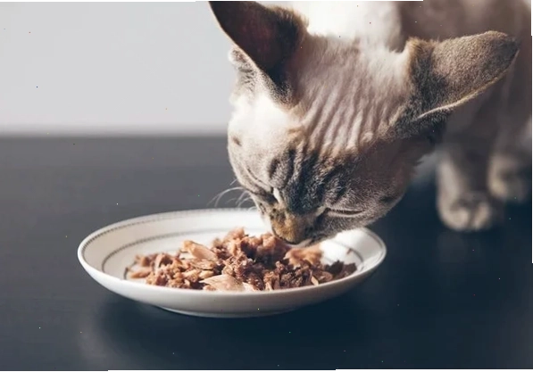 Trộn hạt với pate cho mèo để tăng hấp dẫn bữa ăn