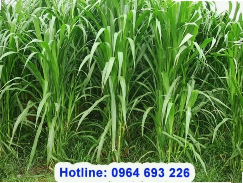 Vệ sinh sạch sẽ cho dê con sơ sinh