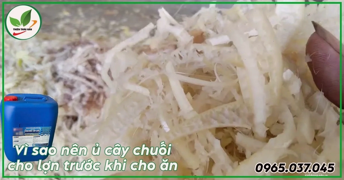 Vì sao nên ủ cây chuối cho lợn heo ăn hằng ngày