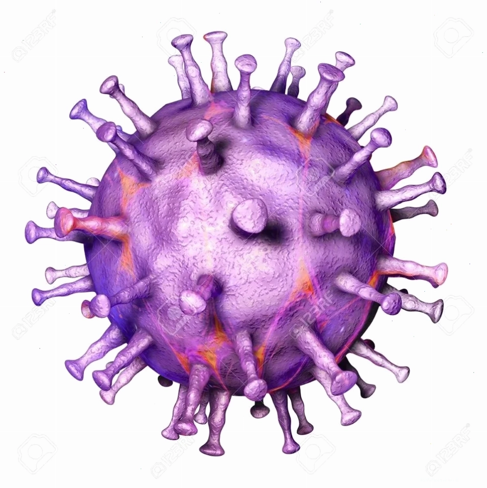 Virus tả lợn Châu Phi không trực tiếp lây sang người nhưng gây bệnh nguy hiểm cho lợn