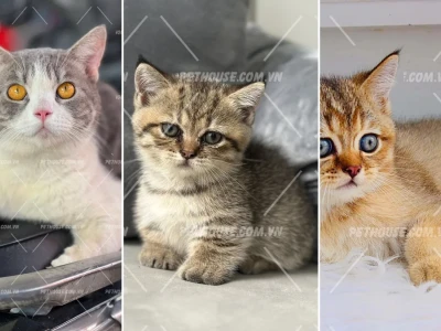 Bí ẩn Mèo ALN nọng má vẻ đẹp thu hút mọi ánh nhìn