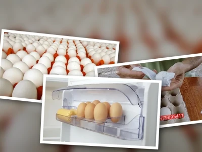 Bí quyết Cách bảo quản trứng ấp giữ trọn vẹn chất lượng