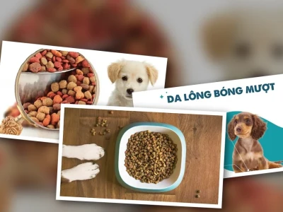 Bí quyết Cách ngâm hạt cho chó con Đảm bảo dinh dưỡng
