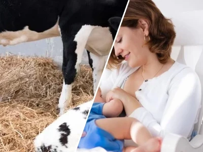 Bí quyết chăm sóc bê con sơ sinh khỏe mạnh toàn diện