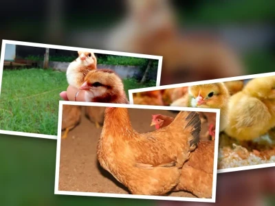 Bí quyết chọn gà giống tốt cho năng suất cao